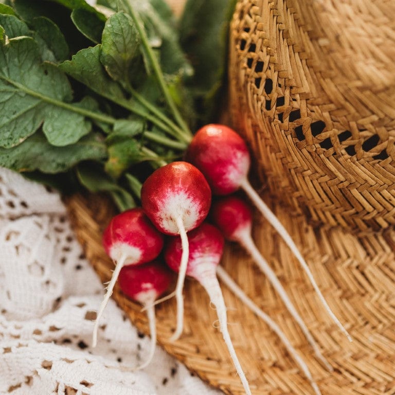 Sparkler White Tip Radish