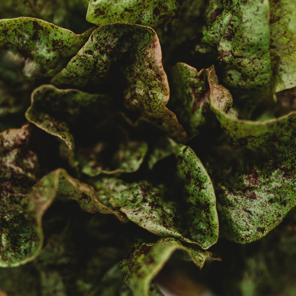 Speckled Butterhead Lettuce