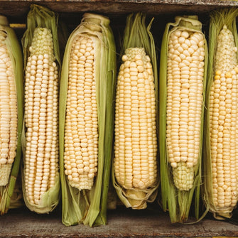 Stowell's Evergreen Sweet Corn