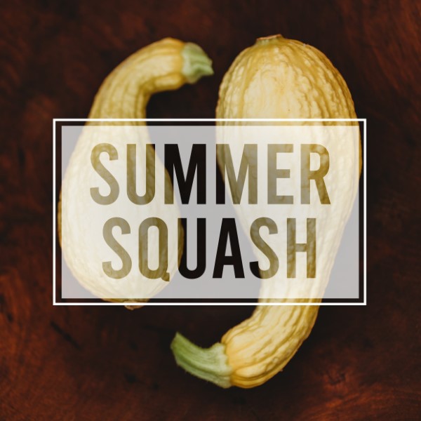 Summer Squash