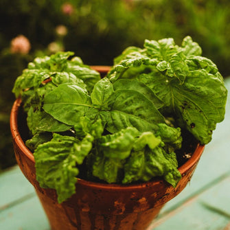 Sweet Mammoth Basil