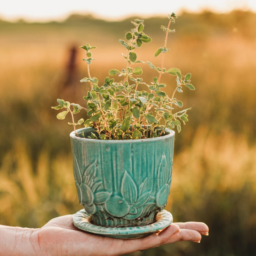 Sweet Marjoram Herb