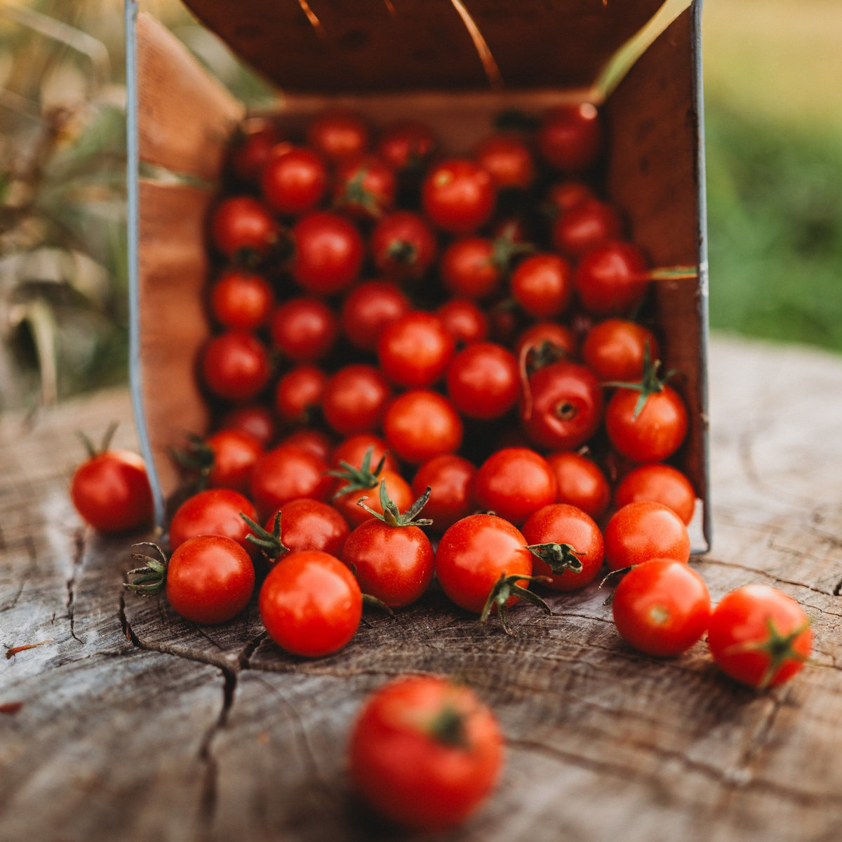 Sweetie Cherry Tomato