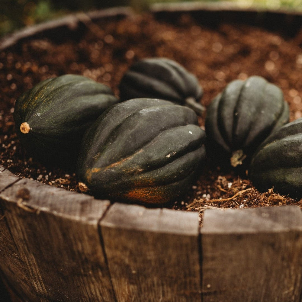 Table Queen Bush Acorn Squash