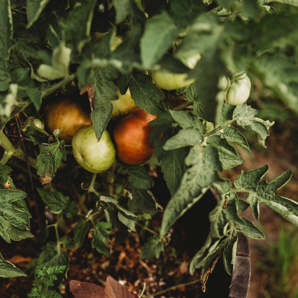 Tasmanian Chocolate Tomato