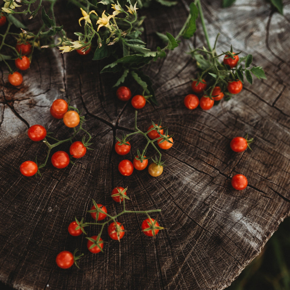 Texas Tiny Cherry Tomato