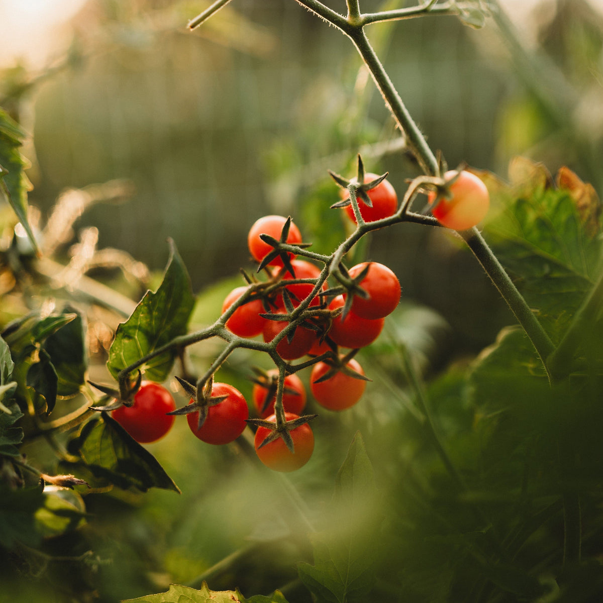 Texas Tiny Cherry Tomato