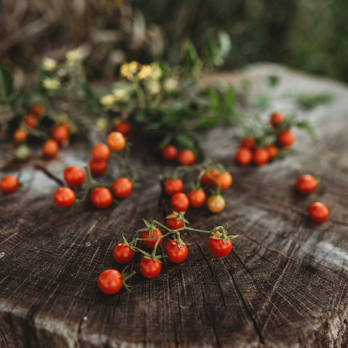 Texas Tiny Cherry Tomato