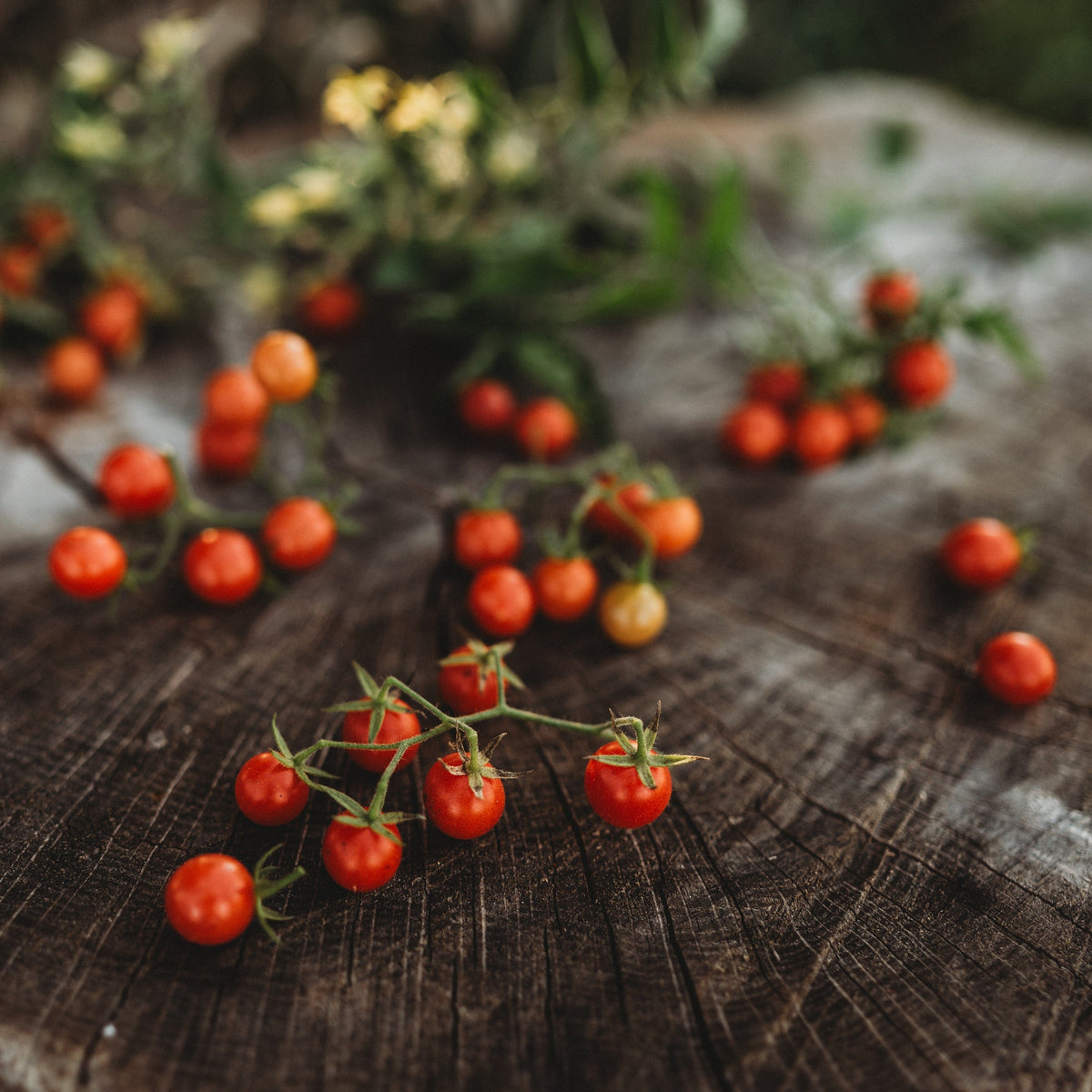 Texas Tiny Cherry Tomato