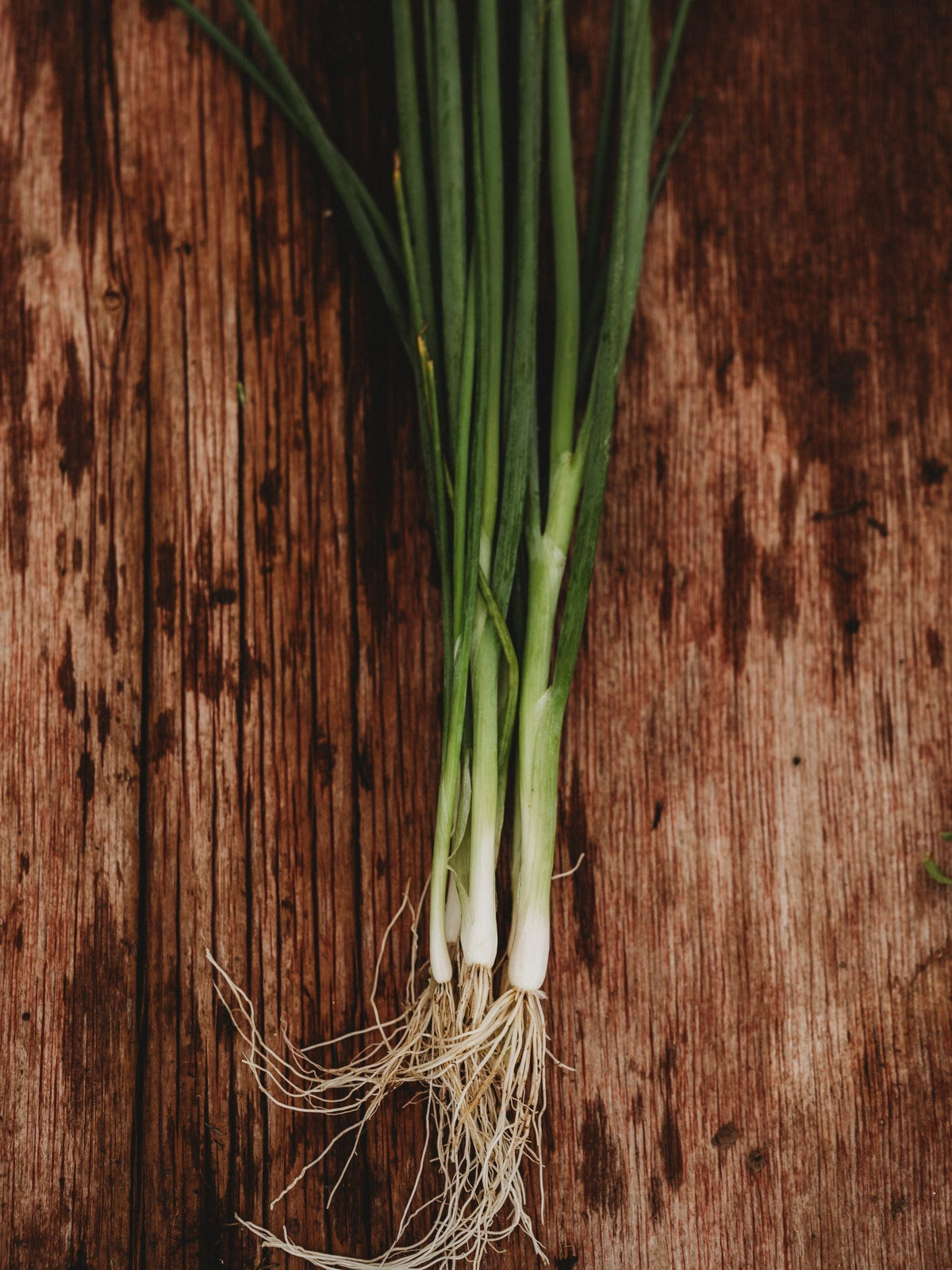 Tokyo Long White Bunching Spring (Green) Onion