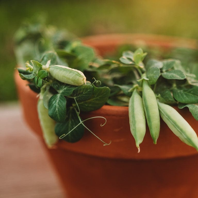 Tom Thumb (Half-Pint) Dwarf Shelling Pea