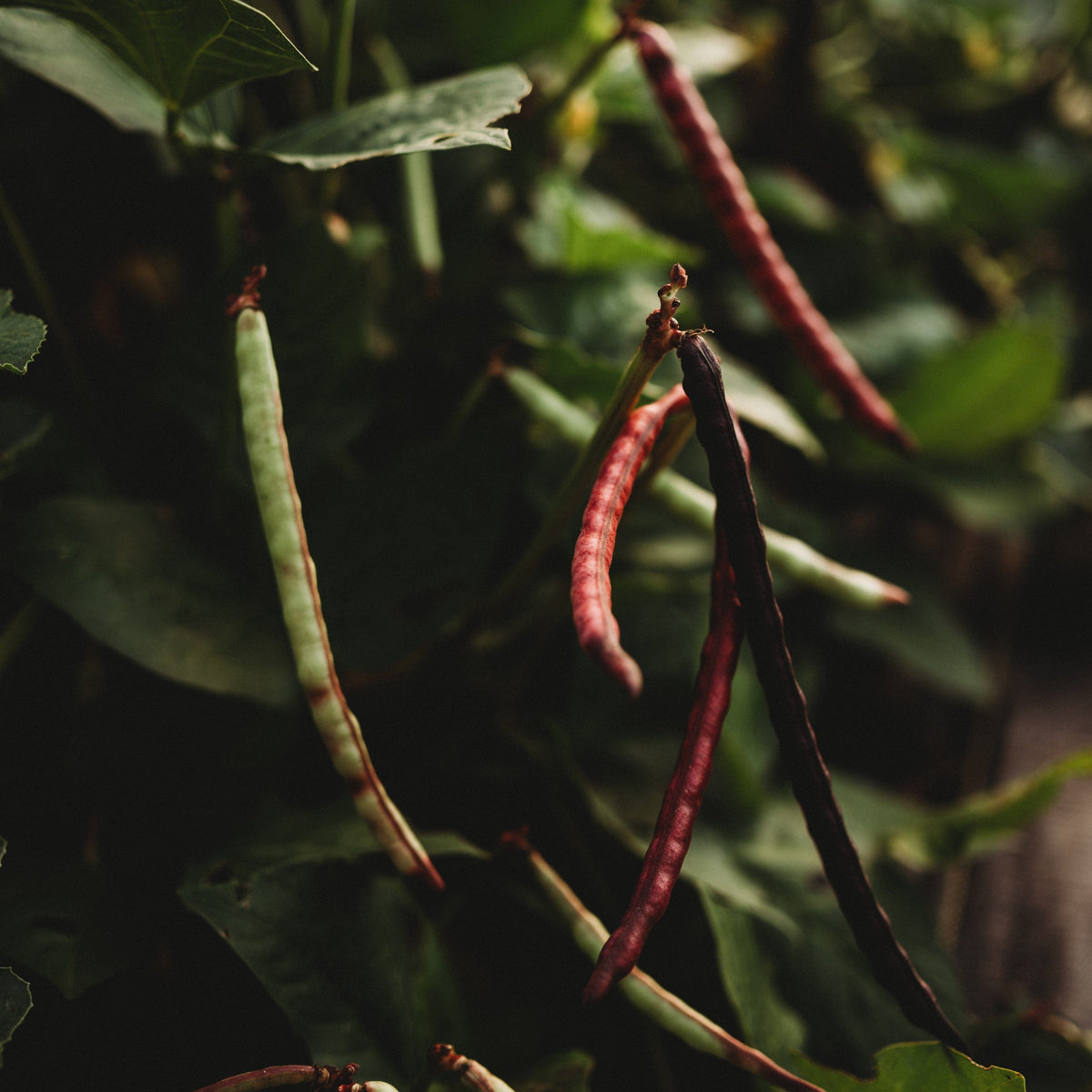 Top Pick Brown Crowder Cowpea