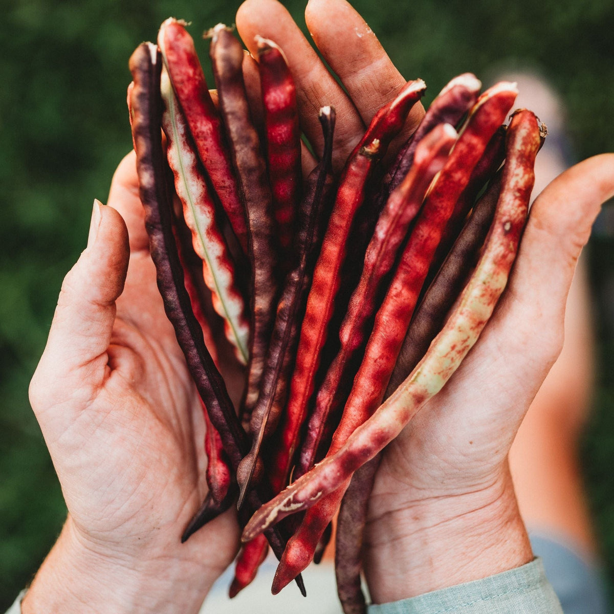 Top Pick Brown Crowder Cowpea