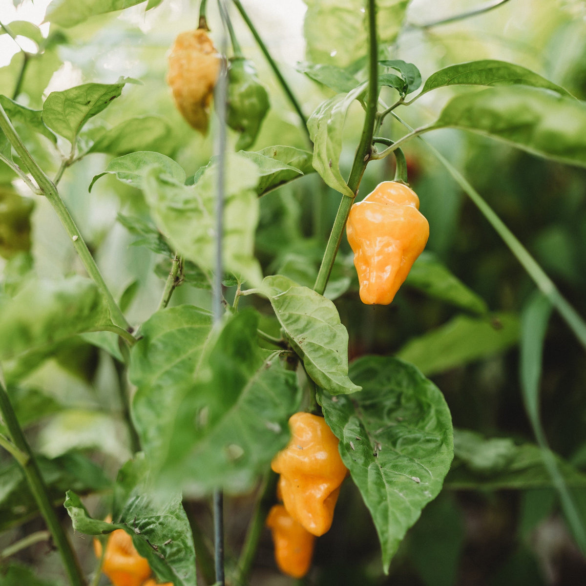 Trinidad Perfume Pepper