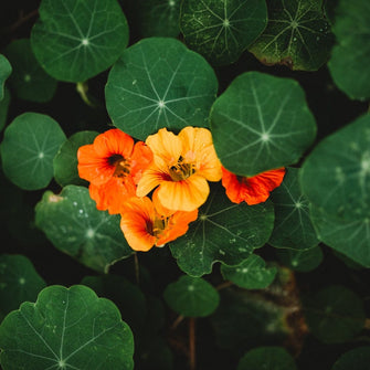 Whirlybird Nasturtium Mix