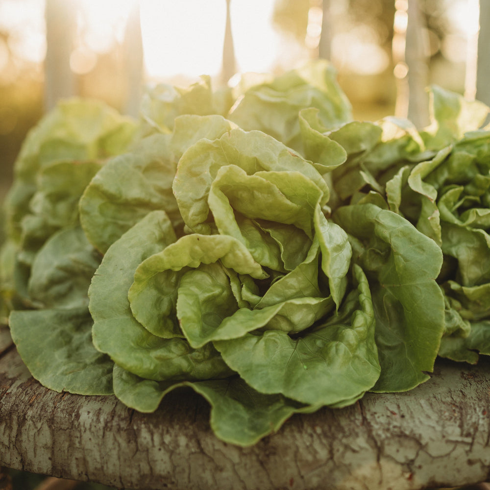 White Boston Butterhead Lettuce