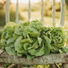 White Boston Butterhead Lettuce