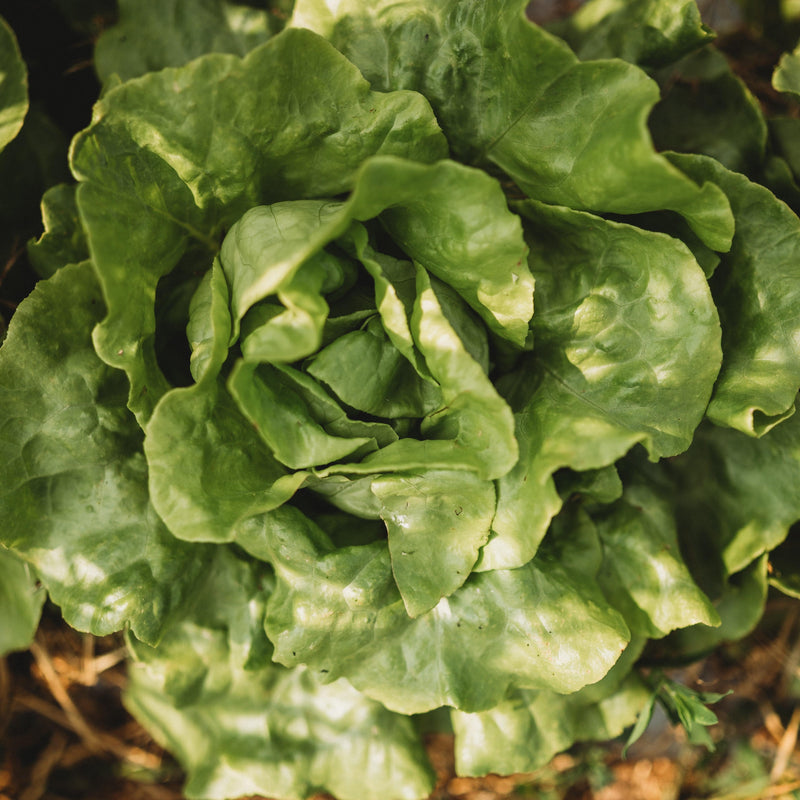 White Boston Butterhead Lettuce