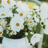 White Cupcake Cosmos