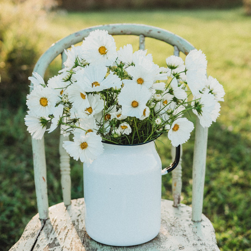 White Cupcake Cosmos