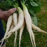 White Icicle Radish