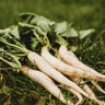 White Icicle Radish