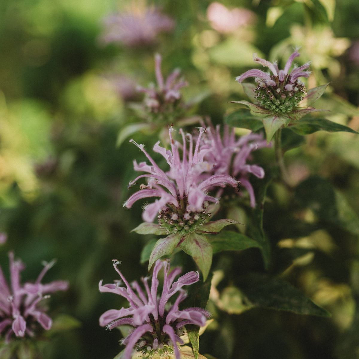 Wild Bergamot (Bee Balm)