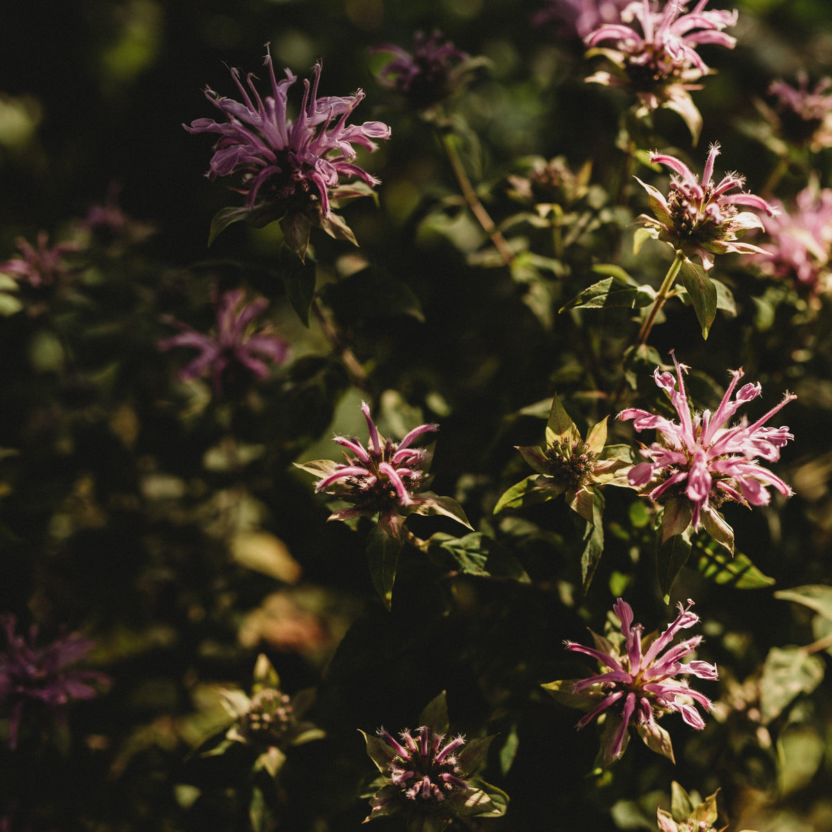 Wild Bergamot (Bee Balm)