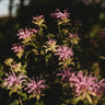 Wild Bergamot (Bee Balm)