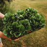 Winter Density Bibb Romaine Lettuce