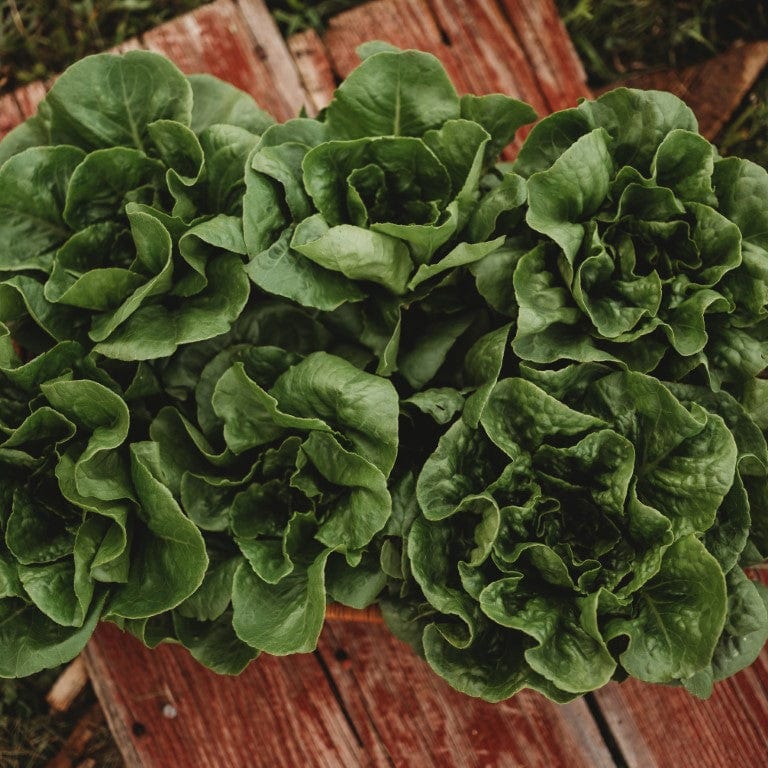 Winter Density Bibb Romaine Lettuce