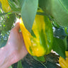 Yellow Monster Heirloom Bell Pepper