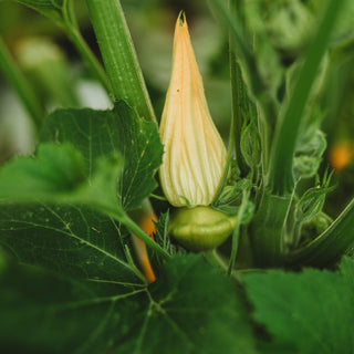 Yellow Scallop Bush Squash (Patty Pan)