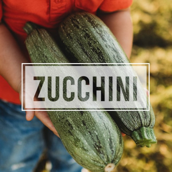 Zucchini