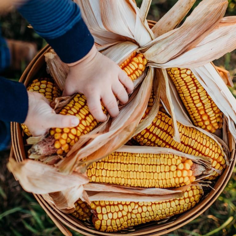 Wachter&#39;s True Gold Dent Corn