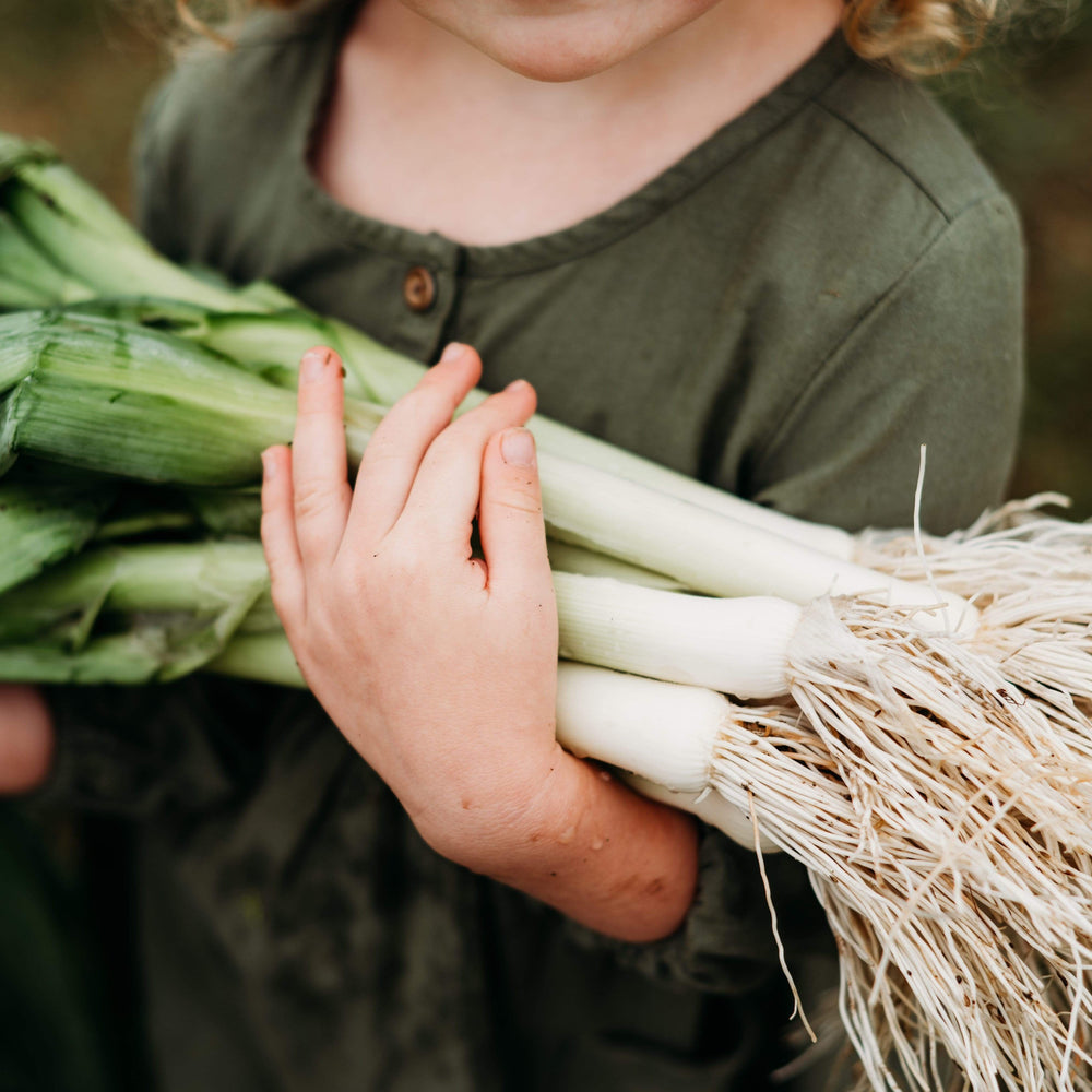 American Flag Heirloom Leek