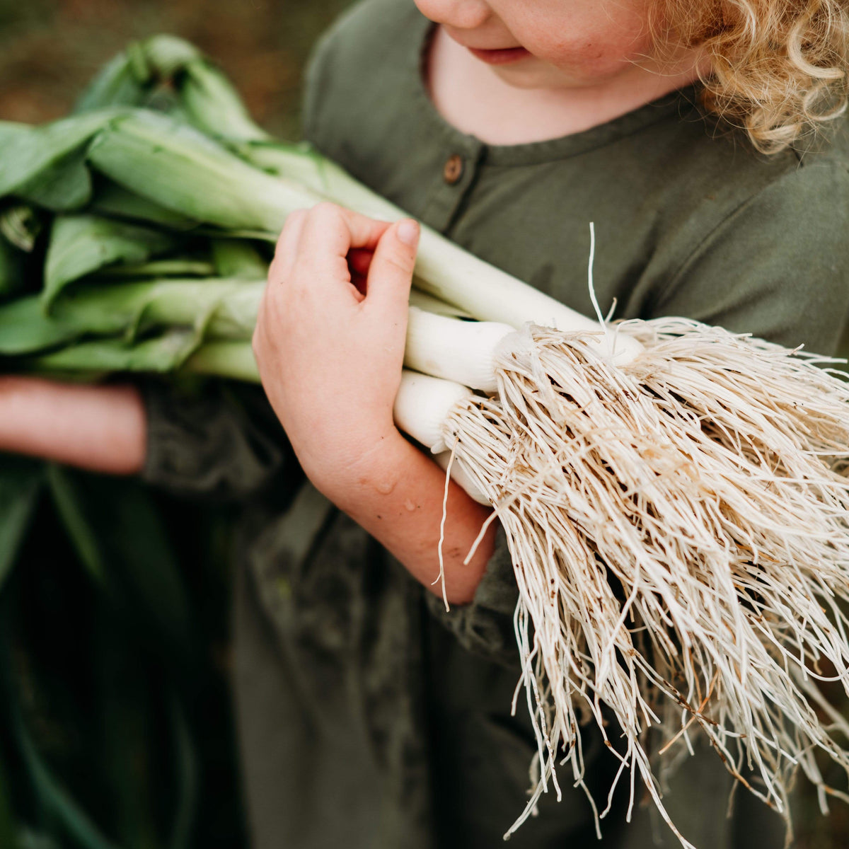 American Flag Heirloom Leek