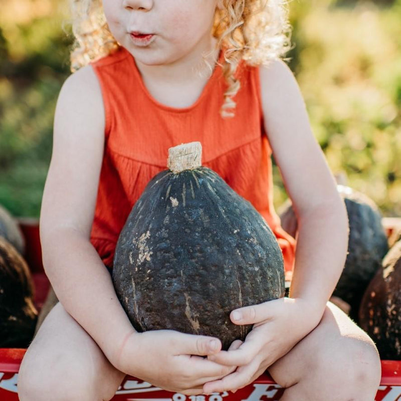 Anna Swartz Hubbard Squash