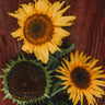 Arikara Sunflower