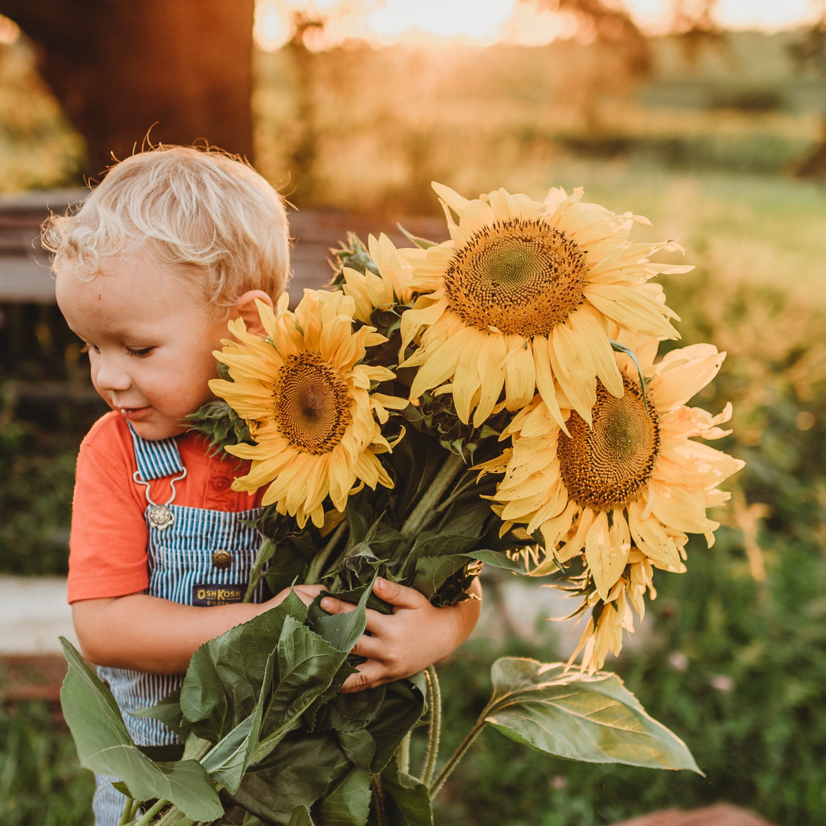 Arikara Sunflower