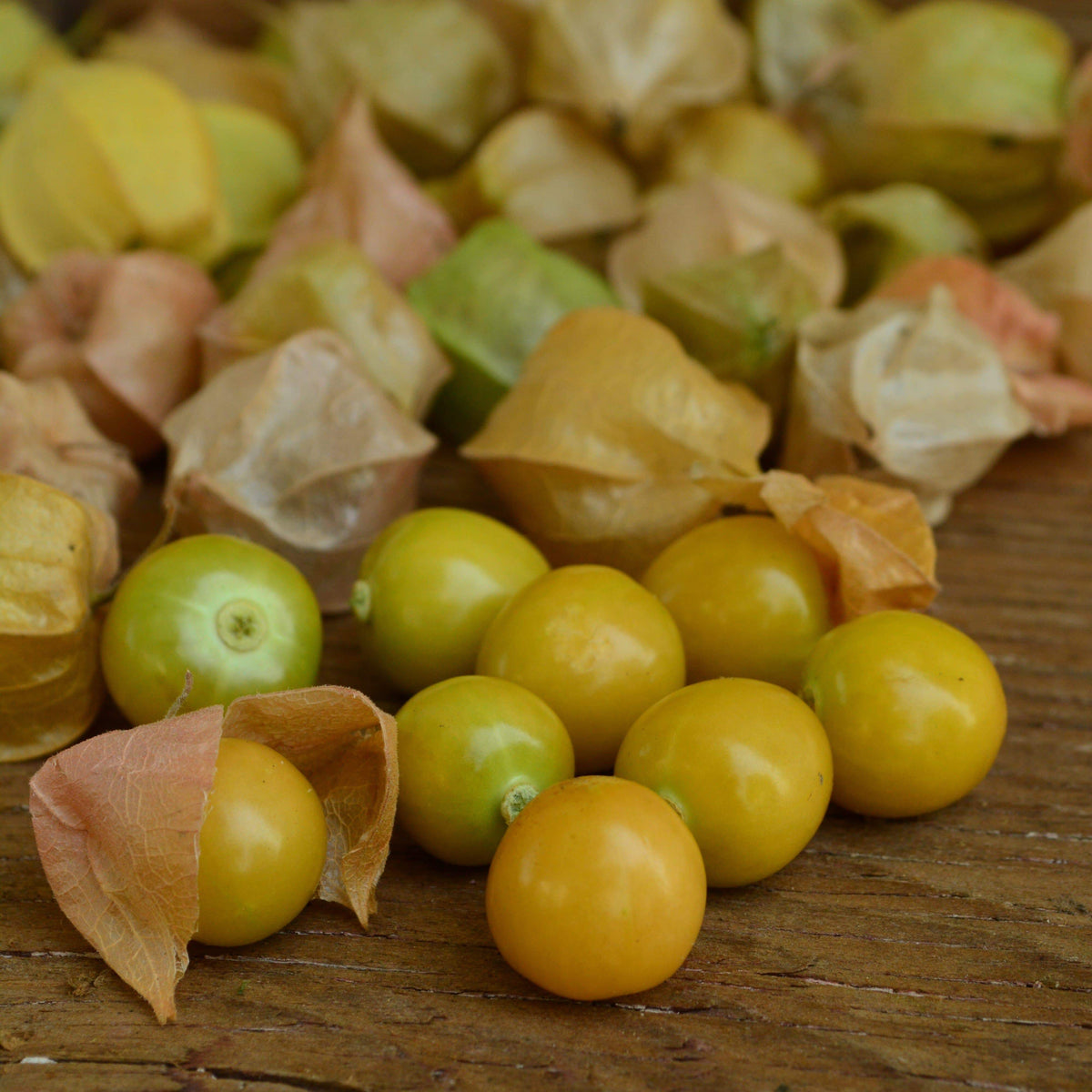 Aunt Molly&#39;s Ground Cherry