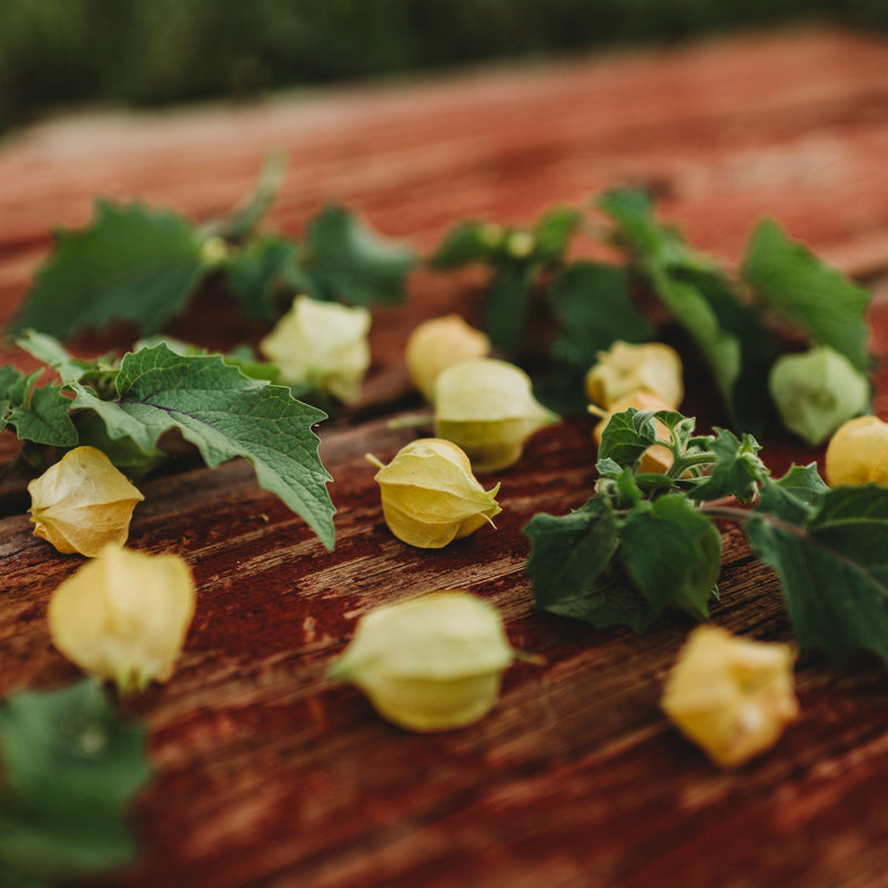 Aunt Molly's Ground Cherry