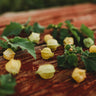 Aunt Molly's Ground Cherry