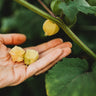 Aunt Molly's Ground Cherry