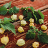 Aunt Molly's Ground Cherry