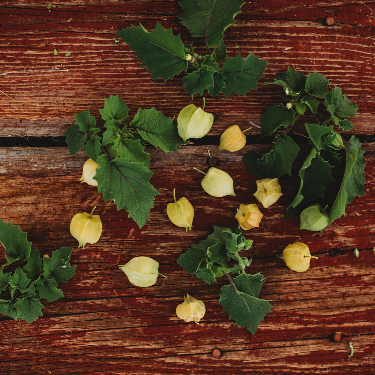 Aunt Molly&#39;s Ground Cherry