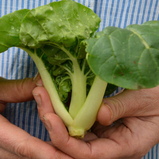 Baby Milk Pak Choi