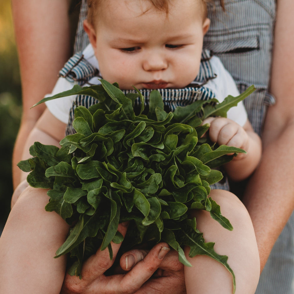 Baby Oakleaf Lettuce