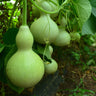 Birdhouse Gourd