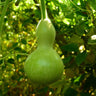 Birdhouse Gourd